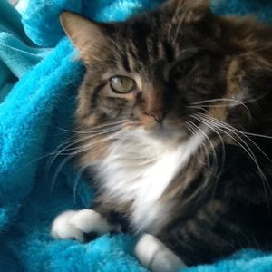 Meet your Posher, Shenka